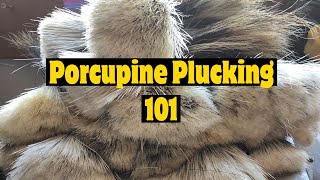 Plucking Porcupine Hair (How-To)