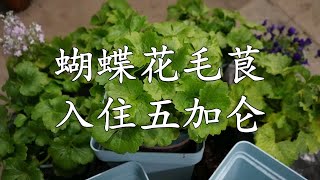 蝴蝶花毛茛长到五加仑啦