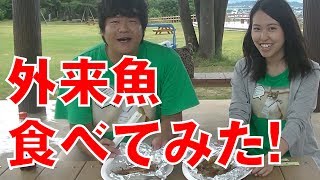 【後編】ブラックバス＆ブルーギルを釣って食べる！！本当にうまいのか？fishing！！