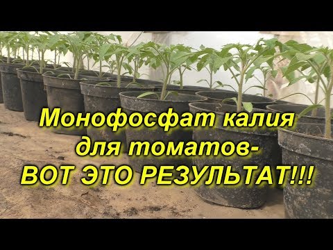 Рассада томатов монофосфат калия приземистые растения!
