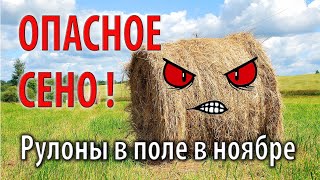 СЕНО В ПОЛЕ В НОЯБРЕ!!! Гнилое сено - смерть для кроликов.