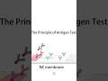 the principle of antigen test with cobetter nc membrane shorts cobetter fyp protein antigentest