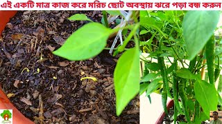 মরিচ ছোট অবস্থায় ঝরে যাওয়ার প্রধান কারণ ও এর সঠিক সমাধান। বোম্বাই/নাগা মরিচ ছোট অবস্থায় ঝরে যায় কেন?