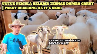 TERNAK DOMBA GARUT PAKET BREEDING UNTUK PEMULA HEMAT