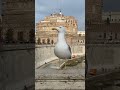 seagull on tiber river europeantravel castelsantangelo rome seagull birds travel shortvideo