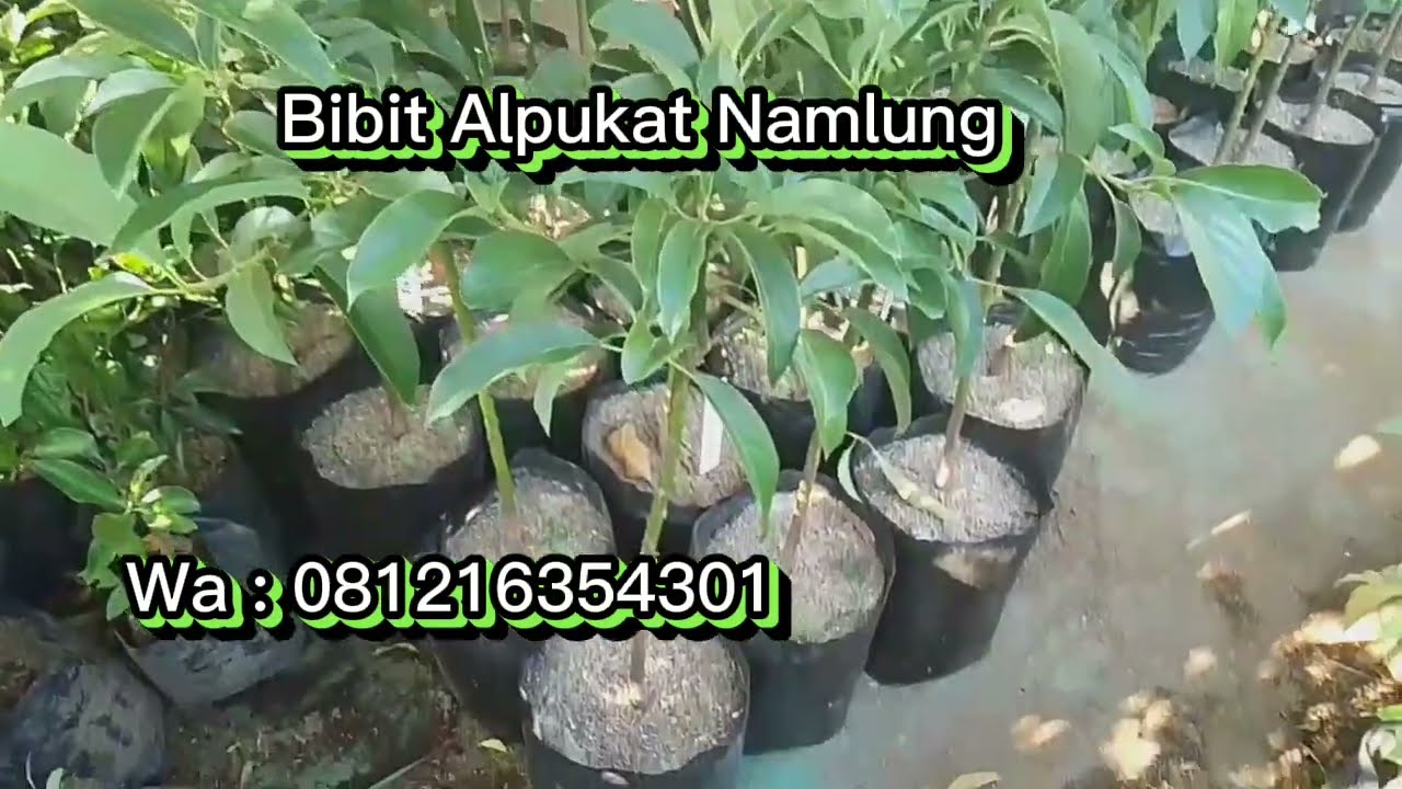 Ready Stock Bibit Alpukat Namlong Tinggi 80cm Daun Rimbun Siap Kirim ...