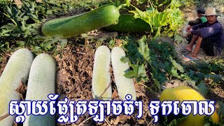 ស្តាយណាស់ ផ្លែត្រឡាច ចំការពូប៊ីវ ផ្លែធំៗ ទុកចោលគ្មានអ្នកត្រូវការទេ