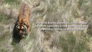 The Wild Animal Sanctuary: Kamal The Tiger