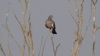 Common Wood Pigeon, Colombaccio (Columba palumbus)