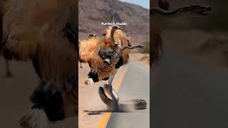 😱Ostrich Vs Python Fight #animals #animal #trending #shorts #animallover #wildlife #ostrich #snake