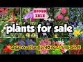 offer sale||sera's gardens||15-10-24