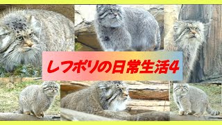 【マヌルネコ】レフポリ日常生活４