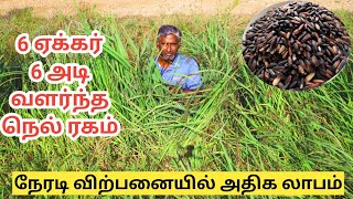 கருப்பு கவுனி அரிசி நடவு முதல் அறுவடை வரை இயற்கை முறையில் | Karupu kavuni rice cultivation