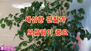 해피트리. 녹보수 기르기