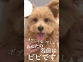 【bl】飼い主を独り占めしたい我が家の甘えん坊 shorts