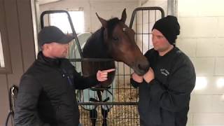 Southwind Frank 2 year olds with Marcus Melander