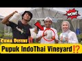 VALID‼️Inilah Jenis Pupuk Ala IndoThai Vineyard Yang Ada Di Indonesia