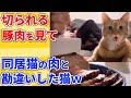 【2ch動物スレ】他の猫が包丁で切られてると勘違いした猫の反応ｗｗｗｗｗ