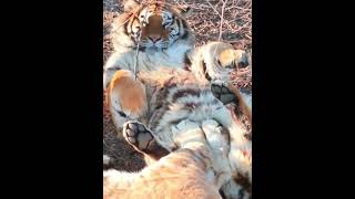 Tiger Cub Sleep Positions From Cuddly to Comical.