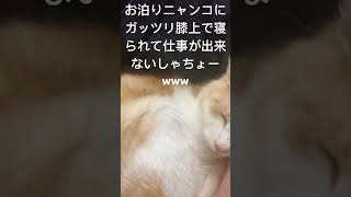 ペットホテルGibeonお泊りニャンコ　あん君　寝られて動けない猫アルアルw