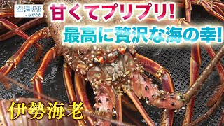 長崎県西海市の海のごちそう自慢はエビの王様「伊勢海老」 日本財団 海と日本PROJECT in ながさき 2022 #24