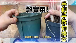 換盆後植物狀態不好？你是不是做錯了這幾步？手把手教你正確換盆，植物煥然一新！【禪藝綠植工作室】