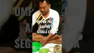 TUTORIAL!! UMPAN MANCING IKAN BAUNG TERBAIK, BEKASAM USUS AYAM,#shorts #umpanmancing