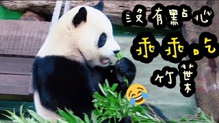 圓寶先把場地繞一圈，沒有看到點心，只好乖乖吃竹葉|熊貓貓熊The Giant Panda Yuan Yuan and Yuan Bao|台北市立動物園