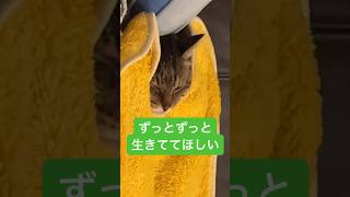 お布団かけたらスヤスヤ眠る猫。愛おしい。ずっとずっと生きててほしい #猫　#老猫　#cat #shorts