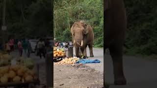 പകൽ ഇറങ്ങിയ രാജാവ് 😳😳😳 #wildelephant #kingelephant #padayappa #elephantvideos #king #munnar