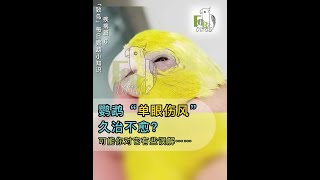 鹦鹉“单眼伤风”？你可能对它有误解……How to treat conjunctivitis in parrots?丨【致鸟forbirds鹦鹉知识】（疾病篇7）