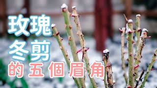 玫瑰冬剪的五個眉角 Tips for Rose Winter Pruning