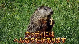 2017-3 アメリカの と～ってもヘンなウッドチャック