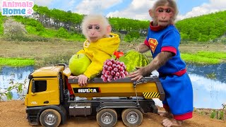 Smart BiBi helps dad harvest fruit for baby monkey Obi