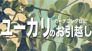 【ガーデン日記＃17】ユーカリ成長観察！移植•育て方•庭づくり初心者•ガーデニング