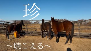 空胎馬たち3頭の今❄️❄️