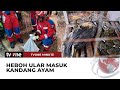 Ngeri! Ular Sanca Sepanjang 2 Meter Ditemukan di Kandang Ayam | tvOne Minute