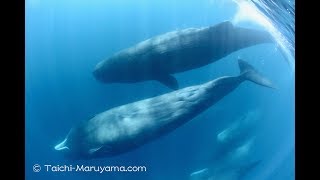 マッコウクジラの大群に出会ったシーン！🐳／Sperm Whales Encounter