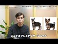 【犬と猫の皮膚科】来院するわんちゃんで多い皮膚病はこれ！ベトベト肌には２種類ある！脂症・汗っかき わかりやすく解説します 【皮膚科専門医】