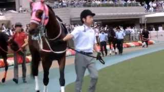 2015-06-27東京競馬場　8R東京JSパドック【勝ち馬オースミムーン】