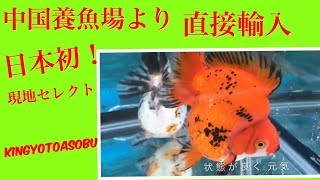 アメイジング金魚輸入開始！琉金ショートテール　中国現地セレクト　goldfish