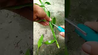 Easiest way to propagate lucky Bamboo by cutting #Luckybamboo