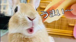 ＃65【ASMS】食べる時の音が心地よいうさぎ動画