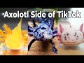 Axolotl Side of TikTok