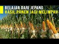 BELAJAR DARI JEPANG SUKSES TANAM JAGUNG HIBRIDA PERAWATAN MUDAH HASIL PANEN MELIMPAH