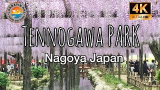 TENNOGAWA PARK BEAUTIFUL GARDEN IN NAGOYA JAPAN WALKING TOUR 4K | 天王川公園