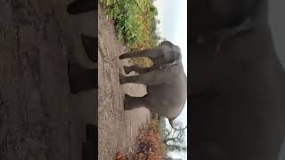 #shortvideo #elephant দল হাতি হাতি টার কি রাগ দেখুন #হাতির #ভিডিও নেজ বাড়ি নামক হাতিটি #shortvideo