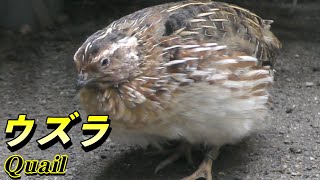 【キジ】ウズラの生態（Quail）