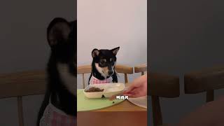 柴犬饼哥\u0026黑桃狗粮吃播ASMR，这算是成功了吗？