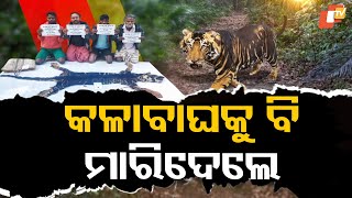 Melanistic Tiger Skin Seized In Odisha’s Similipal Forest, 4 Held